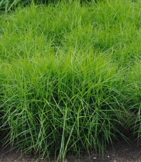 Carex muskingumensis